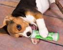 Escova de Dentes Canina-Dogbrush Pro